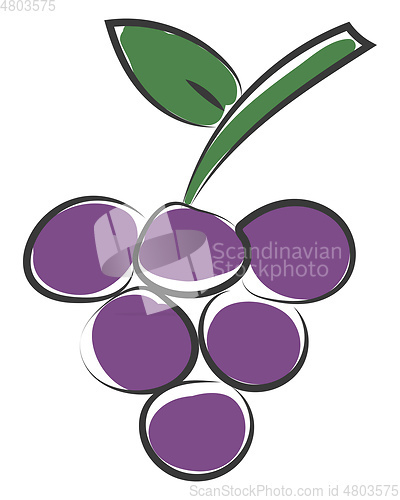 Image of Clipart of a bunch of round-shaped purple grapes vector or color