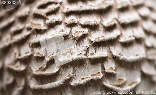 Image of mushroom