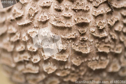 Image of mushroom