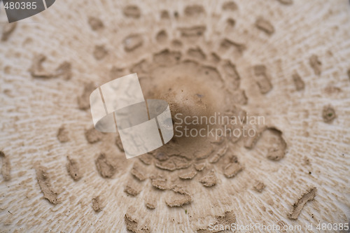 Image of mushroom