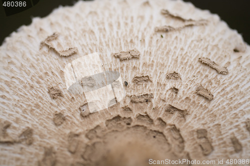 Image of mushroom