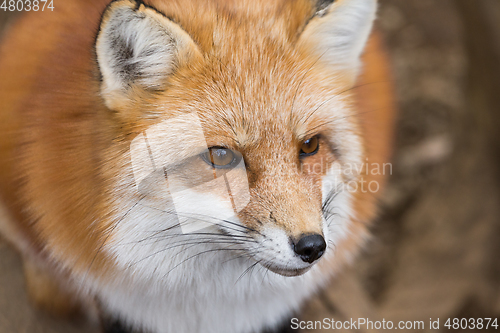 Image of Vulpes vulpes at outdoor