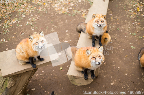 Image of Group of fox at zoo park