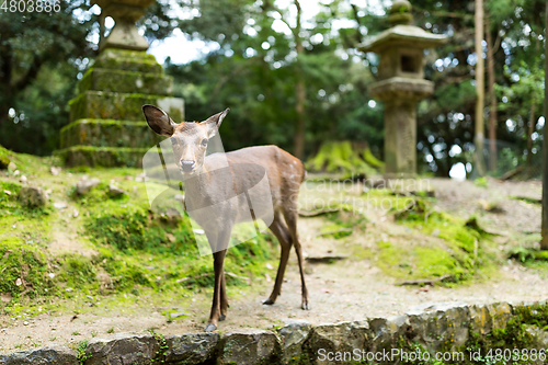 Image of Deer in temple