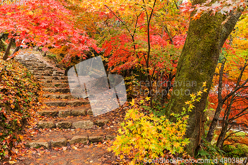 Image of Autumn maple tree