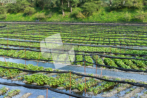 Image of Fresh Wasabi farm
