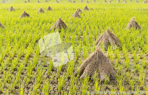 Image of Rice field