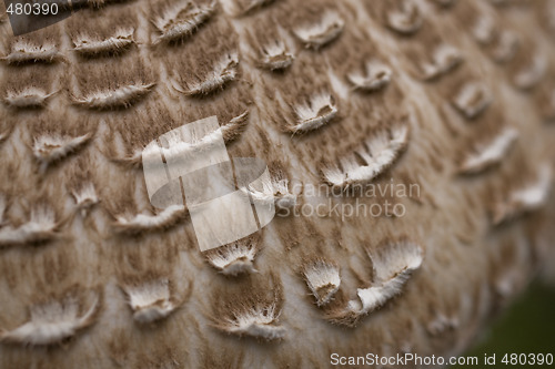 Image of mushroom