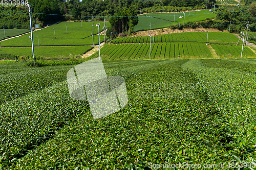 Image of Fresh Green tea field