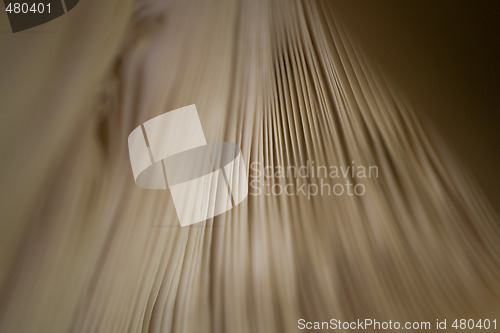 Image of mushroom