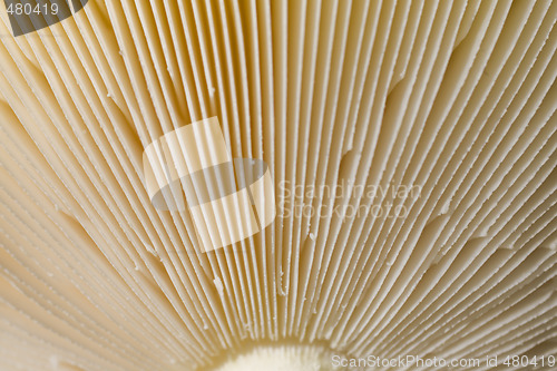 Image of mushroom