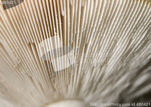 Image of mushroom