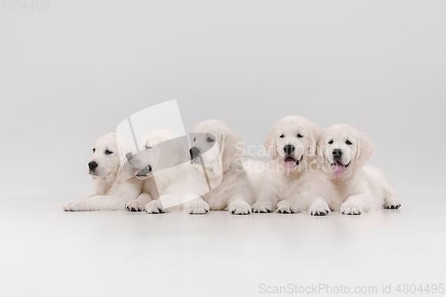 Image of Studio shot of english cream golden retrievers isolated on white studio background