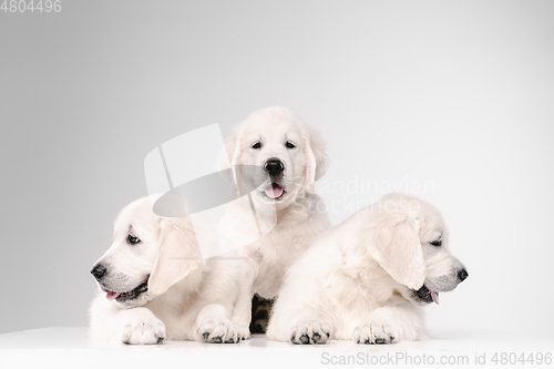 Image of Studio shot of english cream golden retrievers isolated on white studio background