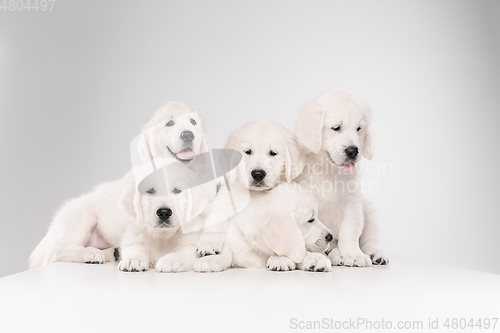 Image of Studio shot of english cream golden retrievers isolated on white studio background