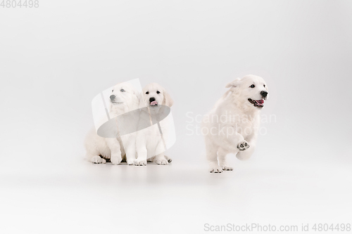 Image of Studio shot of english cream golden retrievers isolated on white studio background