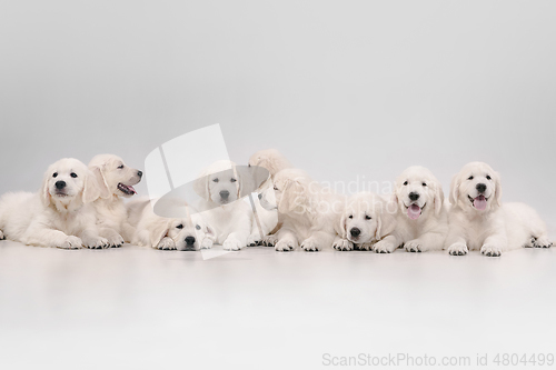 Image of Studio shot of english cream golden retrievers isolated on white studio background
