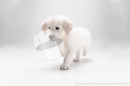 Image of Studio shot of english cream golden retriever isolated on white studio background