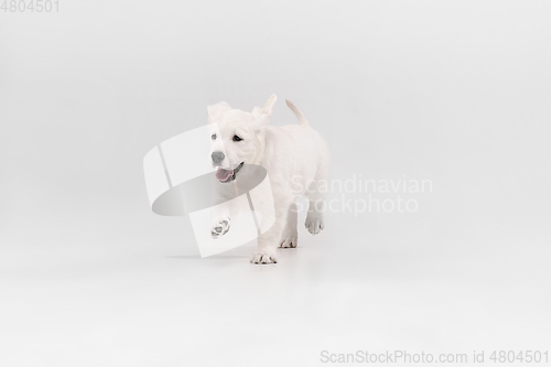 Image of Studio shot of english cream golden retriever isolated on white studio background