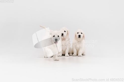 Image of Studio shot of english cream golden retrievers isolated on white studio background