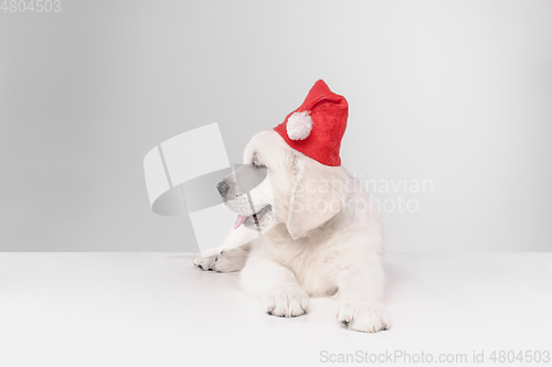 Image of Studio shot of english cream golden retriever isolated on white studio background