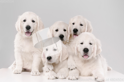 Image of Studio shot of english cream golden retrievers isolated on white studio background