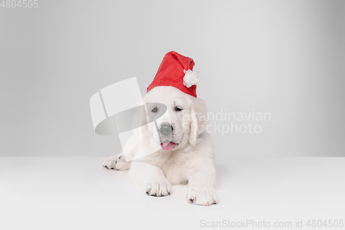Image of Studio shot of english cream golden retriever isolated on white studio background