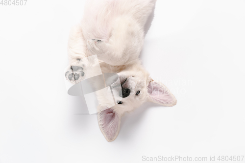 Image of Studio shot of english cream golden retriever isolated on white studio background