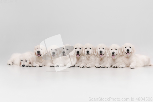 Image of Studio shot of english cream golden retrievers isolated on white studio background