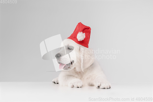 Image of Studio shot of english cream golden retriever isolated on white studio background