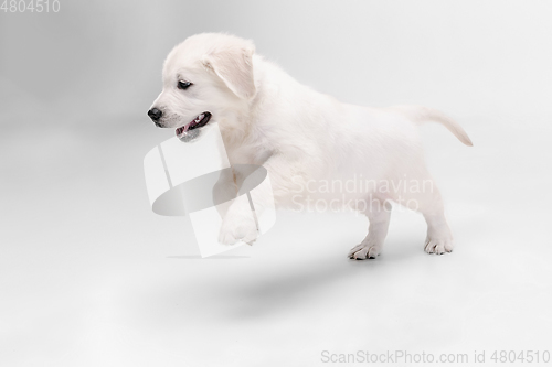 Image of Studio shot of english cream golden retriever isolated on white studio background