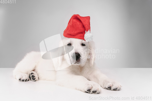 Image of Studio shot of english cream golden retriever isolated on white studio background