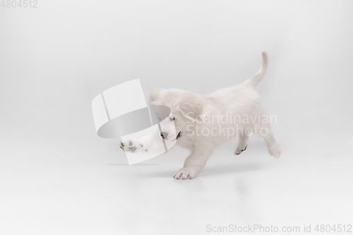 Image of Studio shot of english cream golden retriever isolated on white studio background