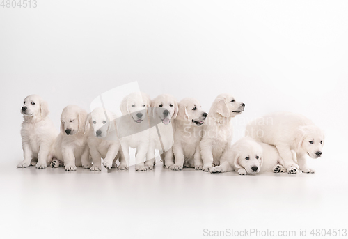 Image of Studio shot of english cream golden retrievers isolated on white studio background