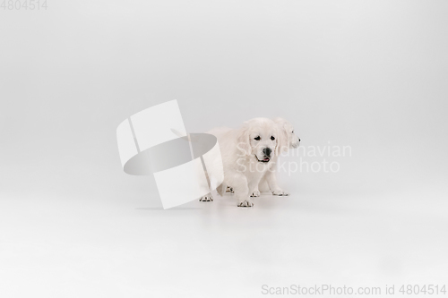 Image of Studio shot of english cream golden retrievers isolated on white studio background