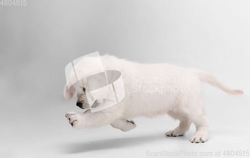 Image of Studio shot of english cream golden retriever isolated on white studio background