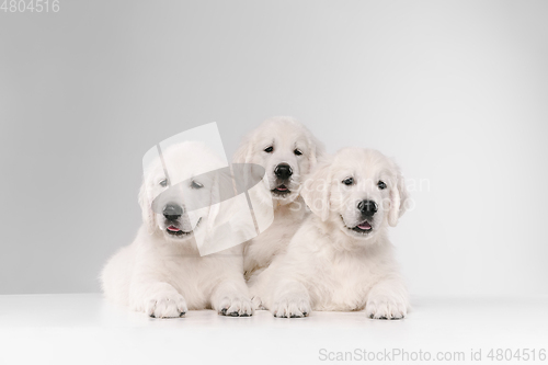 Image of Studio shot of english cream golden retrievers isolated on white studio background