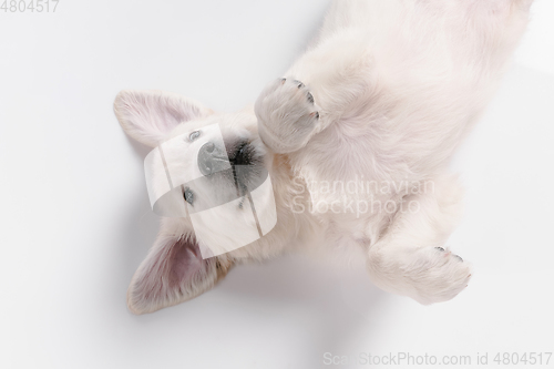 Image of Studio shot of english cream golden retriever isolated on white studio background