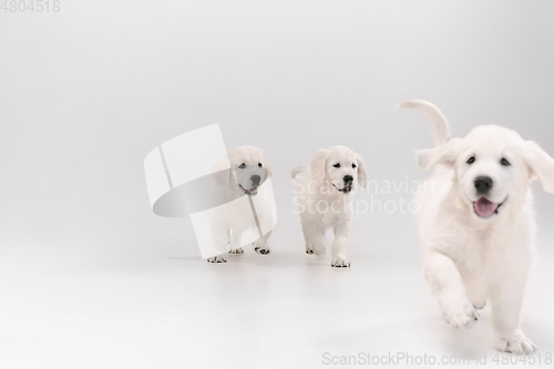 Image of Studio shot of english cream golden retrievers isolated on white studio background