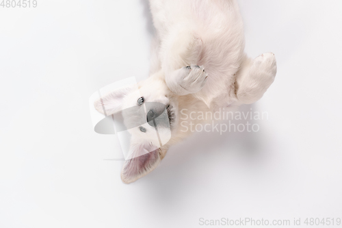 Image of Studio shot of english cream golden retriever isolated on white studio background