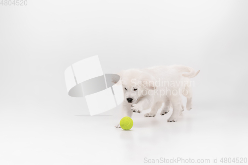 Image of Studio shot of english cream golden retriever isolated on white studio background