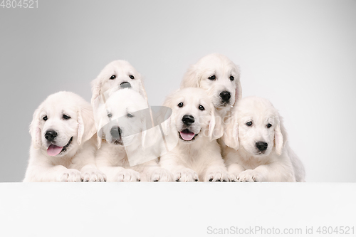 Image of Studio shot of english cream golden retrievers isolated on white studio background