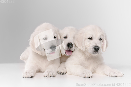 Image of Studio shot of english cream golden retrievers isolated on white studio background