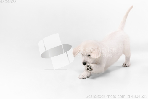 Image of Studio shot of english cream golden retriever isolated on white studio background