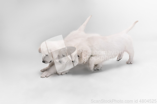 Image of Studio shot of english cream golden retrievers isolated on white studio background