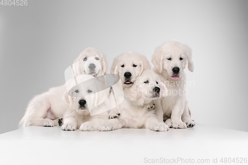 Image of Studio shot of english cream golden retrievers isolated on white studio background