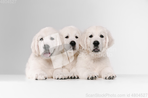 Image of Studio shot of english cream golden retrievers isolated on white studio background