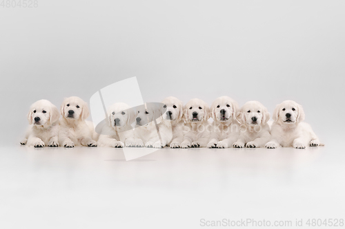 Image of Studio shot of english cream golden retrievers isolated on white studio background