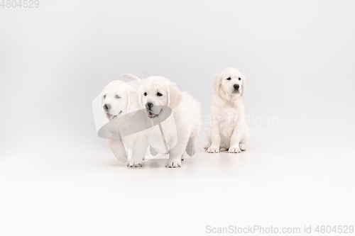 Image of Studio shot of english cream golden retrievers isolated on white studio background