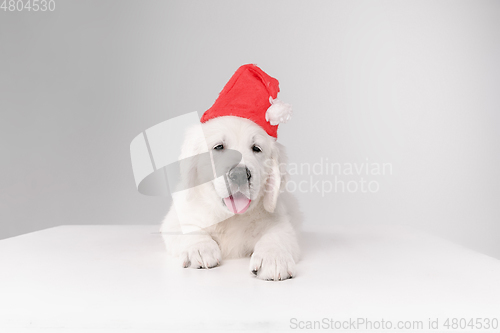 Image of Studio shot of english cream golden retriever isolated on white studio background
